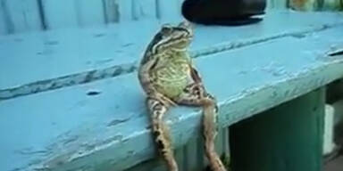 Wie ein Mensch: Frosch hängt auf Veranda ab