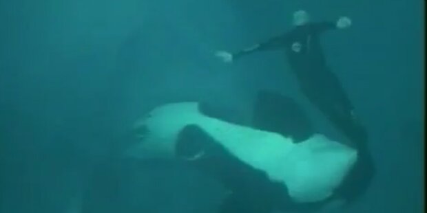 Wal-Trainer überlebt 15-min. Orca-Attacke