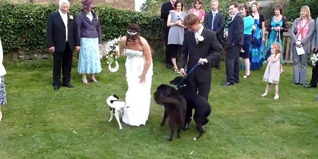 Feuchte Überraschung: Hund bepisst Hochzeitskleid