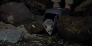 Heidi-Opossum zieht um