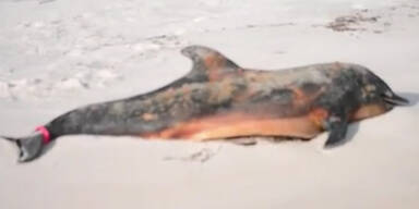 Delphine sterben durch Öl-Langzeitfolgen