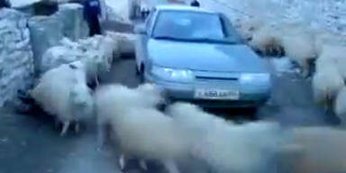 Rasende Schafe umkreisen Autofahrer
