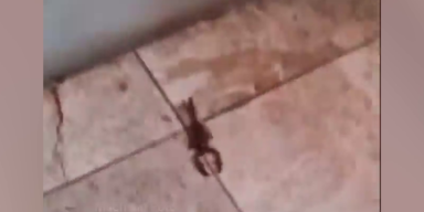 Tara Dschungelcamp Skorpion