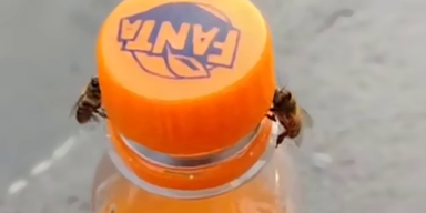 Smart Bees