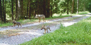 Wieder Nachwuchs für Wolfsrudel in Allentsteig