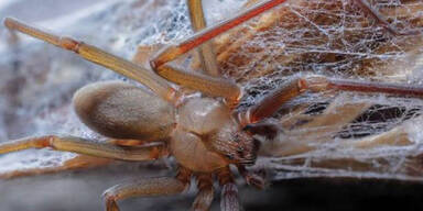 Tödliche Spinne lebt in Möbeln & lässt Haut verrotten