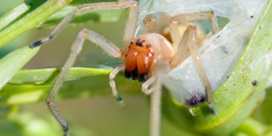 Achtung! Diese heimische Spinne ist jetzt besonders aggressiv