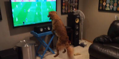 Der Hund wird ganz verrückt bei Fußball