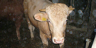 400-Kilo-Stier ausgebüxt