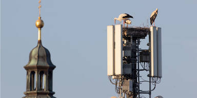 Storchenfamilie nistet sich auf 5G-Sender ein