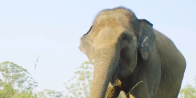 Sumatra-Elefant 1.PNG