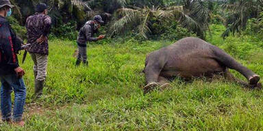 Wilderer enthaupten seltenen Sumatra-Elefanten