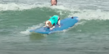 Surf Dog Events/Youtube