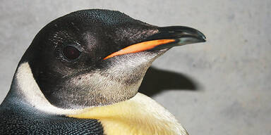 Happy Feet: Pinguin reist wieder heim