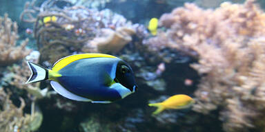 Fische Aquarium Zierfische Haus des Meeres