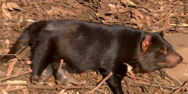 Tasmanische Teufel (1).png