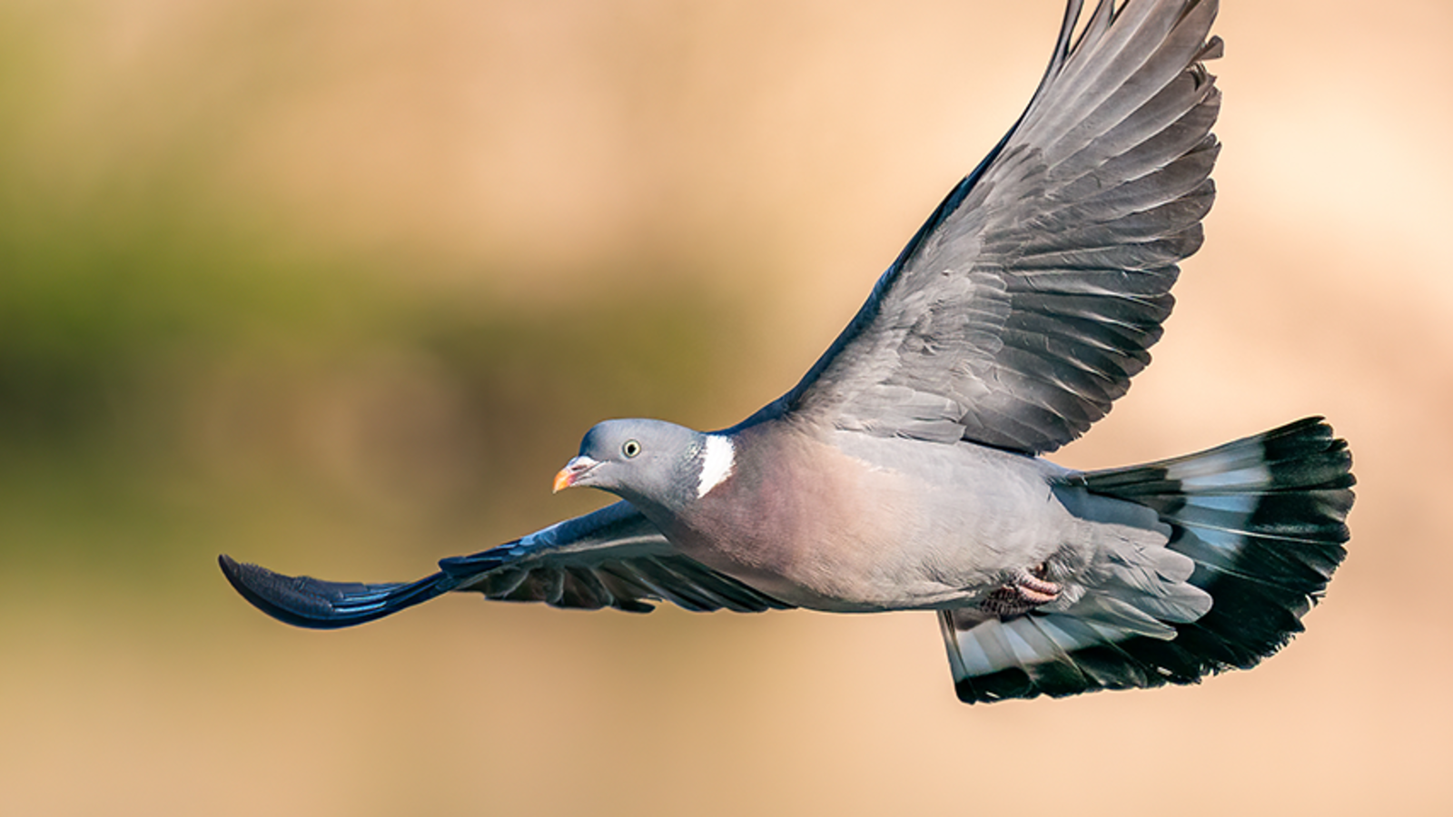 Taube wird in 30erZone geblitzt oe24.at
