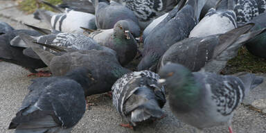 36 Euro Strafe für Tauben füttern