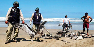 Rätsel um Tiersterben in Peru
