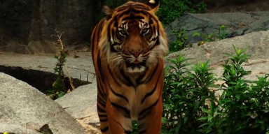 Tiger Nepal.png