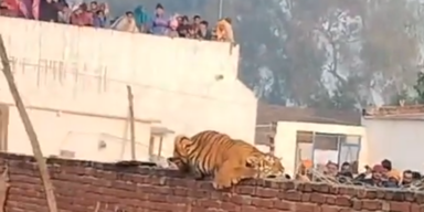 Tiger in einem indischen Dorf