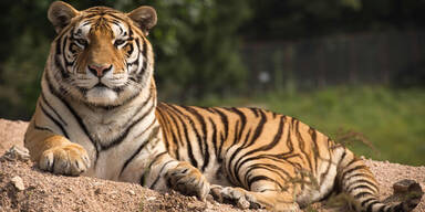 Menschenfressende Tigerin an Stromschlag gestorben