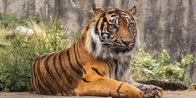 Mutter wehrte Tiger-Attacke mit bloßen Händen ab