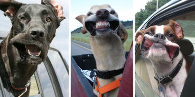 Diese Hunde lieben Autofahren!