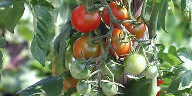 Tomaten kann man bereits ab Mitte Februar pflanzen