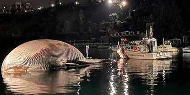 Toter Riesenwal im Mittelmeer entdeckt