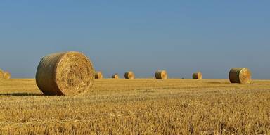 Trockenheit in der Landwirtschaft, Feld vor blauem Himmel mit aufgerollten Strohballen.