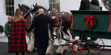 Trump berührt ein Pferd - und das ganze Netz lacht