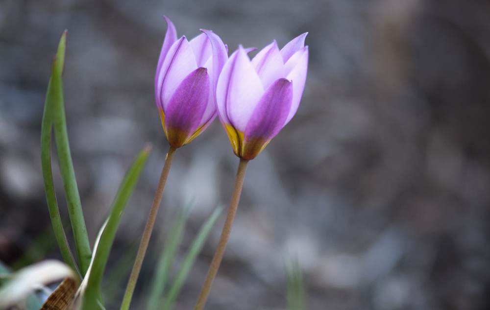 Tulipa Humilis In Violet - Garten-CH - Wildtulpen
