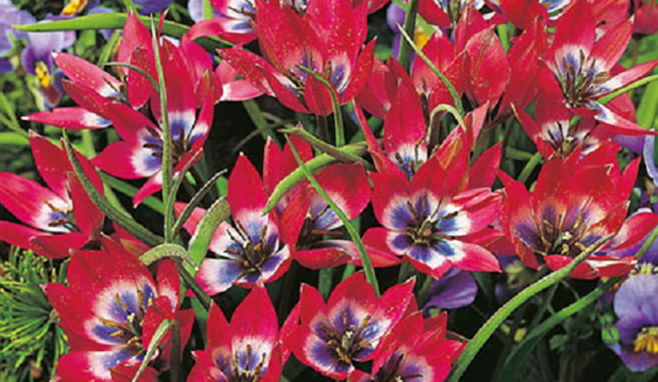 Tulipa Humilis Little Beauty - Garten-CH - Wildtulpen GardenWorldImages