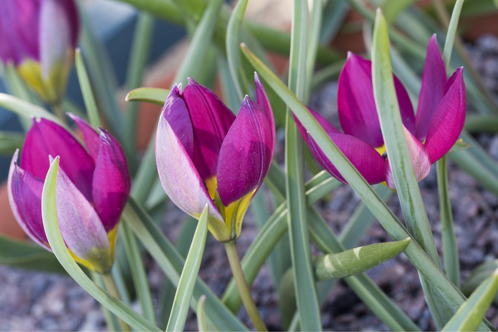 Tulipa Humilis Odalisque - Garten-CH - Wildtulpen