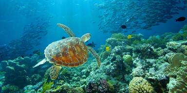 Tierisches Spektakel am Great Barrier Reef