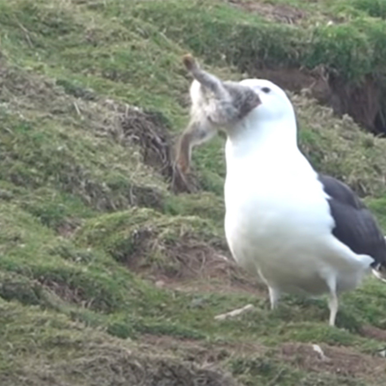 Möwe frisst ganzen Hasen in einem Happen - oe24.at