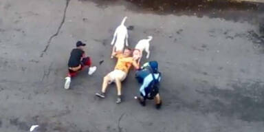 USA: Pitbull-Hunde zerfleischten Mann