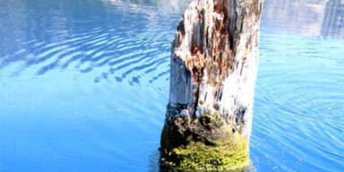 Dieser Baumstumpf treibt seit 120 Jahren aufrecht im Wasser