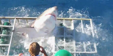 Weißer Hai dringt in Taucher-Käfig ein