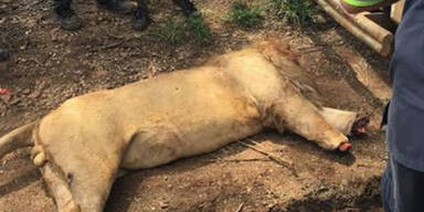 Bestialische Wilderer verstümmeln drei Löwen