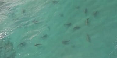 Hai-Schwärme im Mittelmeer aufgetaucht