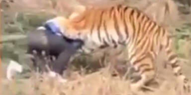Tiger Attacke