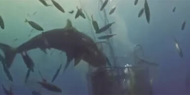 Das ist die ekelhafteste Hai-Attacke aller Zeiten