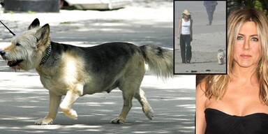 Jennifer Aniston trauert um Hund Norman