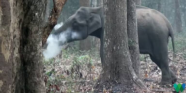 Rauchender Elefant