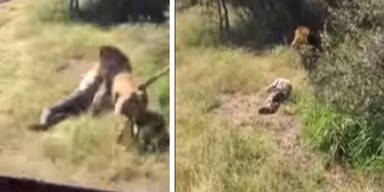 Schock-Video: Löwe attackiert Mann