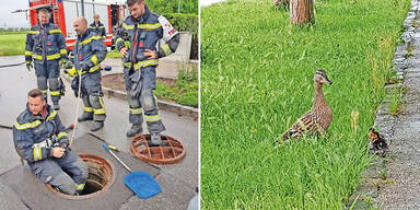 Feuerwehr rettet drei Entenküken aus Kanalschacht
