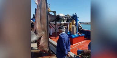 Fischer fangen 780-Kilo-Hai im Mittelmeer