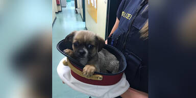 Polizei rettet süße Hunde-Babys vor Welpenhändler